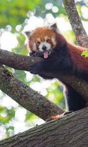 Preview wallpaper red panda, panda, animal, funny, tree