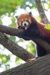 Preview wallpaper red panda, panda, animal, funny, tree