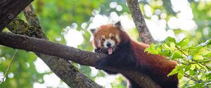 Preview wallpaper red panda, panda, animal, funny, tree