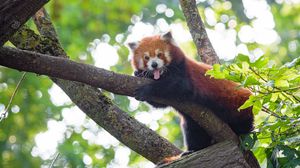 Preview wallpaper red panda, panda, animal, funny, tree