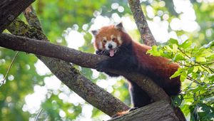 Preview wallpaper red panda, panda, animal, funny, tree