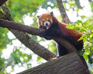 Preview wallpaper red panda, panda, animal, funny, tree