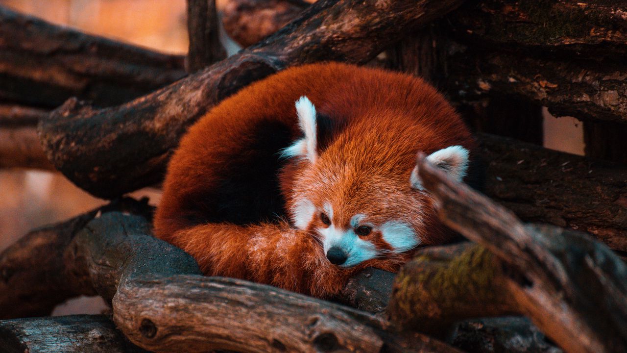 Wallpaper red panda, panda, animal, tree