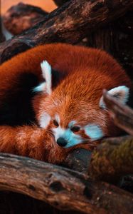 Preview wallpaper red panda, panda, animal, tree