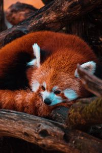 Preview wallpaper red panda, panda, animal, tree