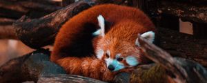 Preview wallpaper red panda, panda, animal, tree