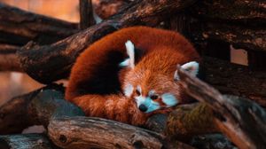 Preview wallpaper red panda, panda, animal, tree