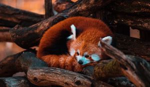 Preview wallpaper red panda, panda, animal, tree