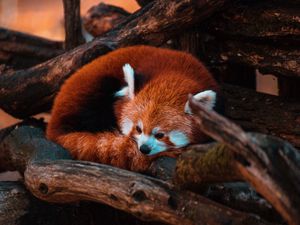 Preview wallpaper red panda, panda, animal, tree