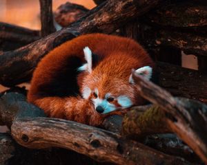 Preview wallpaper red panda, panda, animal, tree