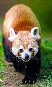 Preview wallpaper red panda, panda, animal, cute