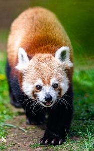 Preview wallpaper red panda, panda, animal, cute