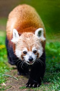 Preview wallpaper red panda, panda, animal, cute