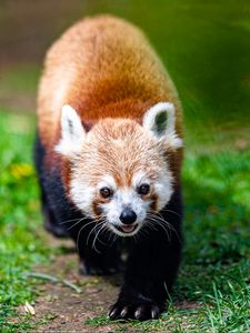 Preview wallpaper red panda, panda, animal, cute