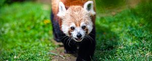 Preview wallpaper red panda, panda, animal, cute