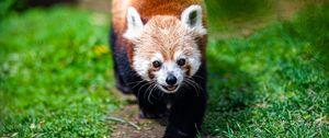 Preview wallpaper red panda, panda, animal, cute