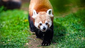 Preview wallpaper red panda, panda, animal, cute