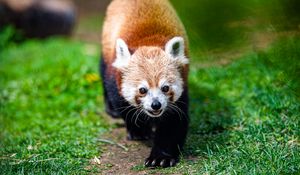 Preview wallpaper red panda, panda, animal, cute