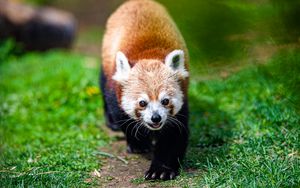 Preview wallpaper red panda, panda, animal, cute