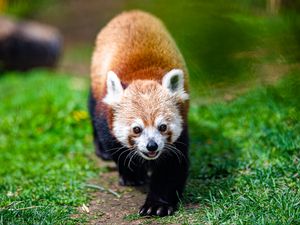 Preview wallpaper red panda, panda, animal, cute