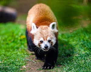 Preview wallpaper red panda, panda, animal, cute