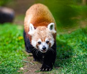 Preview wallpaper red panda, panda, animal, cute