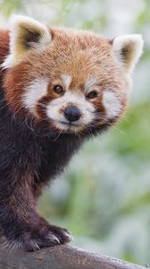 Preview wallpaper red panda, panda, animal, blur