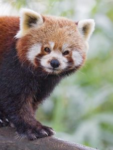 Preview wallpaper red panda, panda, animal, blur