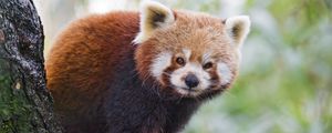 Preview wallpaper red panda, panda, animal, blur