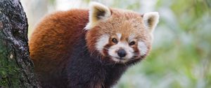 Preview wallpaper red panda, panda, animal, blur