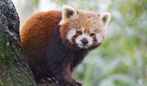 Preview wallpaper red panda, panda, animal, blur