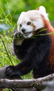 Preview wallpaper red panda, panda, bamboo, funny, tree