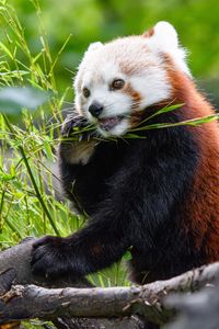 Preview wallpaper red panda, panda, bamboo, funny, tree