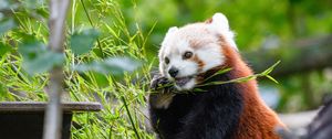 Preview wallpaper red panda, panda, bamboo, funny, tree