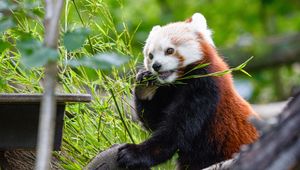 Preview wallpaper red panda, panda, bamboo, funny, tree