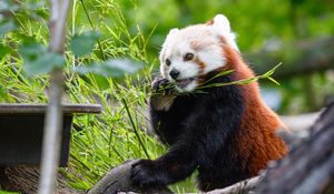 Preview wallpaper red panda, panda, bamboo, funny, tree