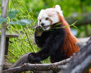 Preview wallpaper red panda, panda, bamboo, funny, tree