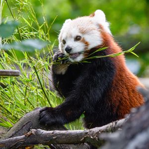 Preview wallpaper red panda, panda, bamboo, funny, tree