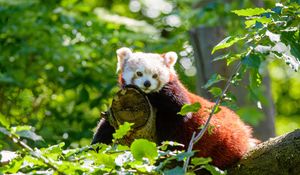 Preview wallpaper red panda, panda, beast, tree