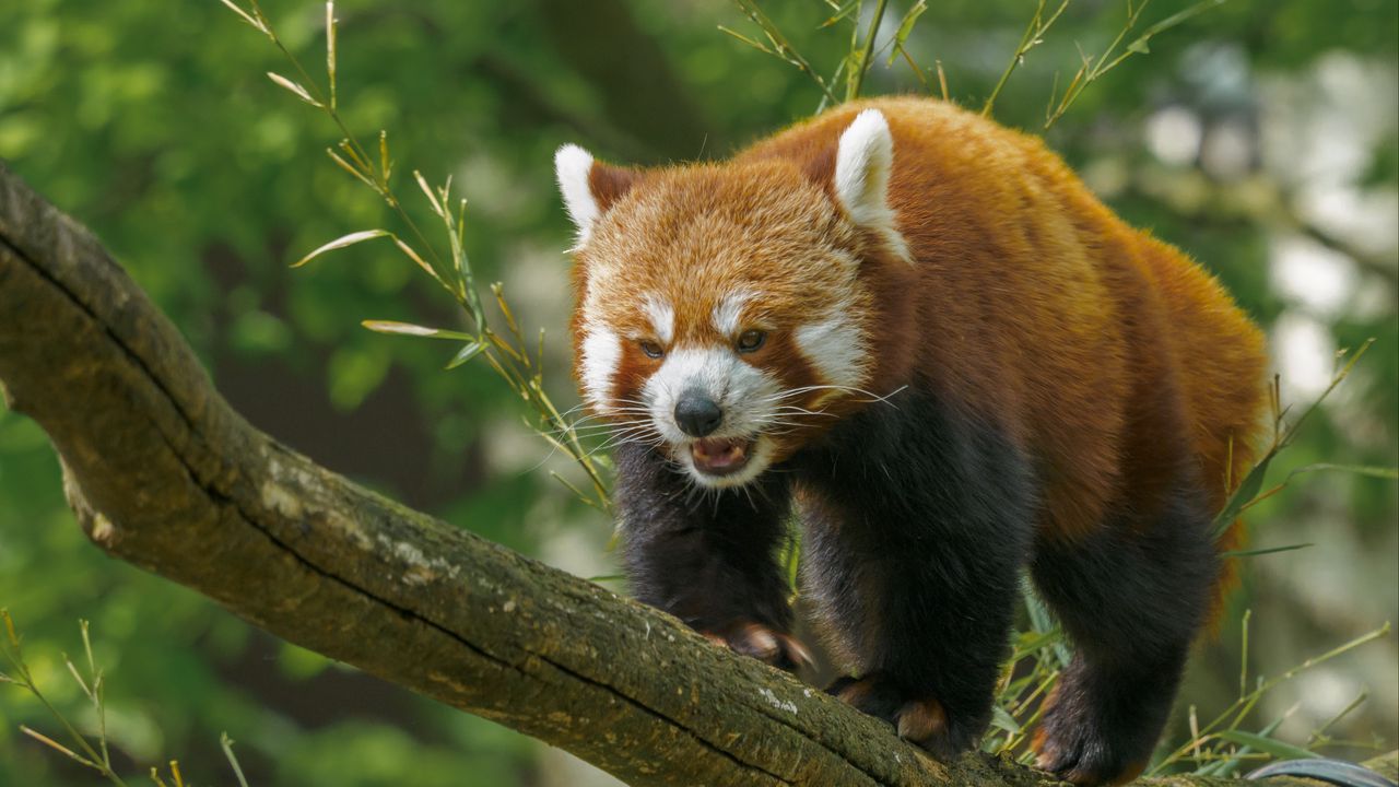 Wallpaper red panda, panda, cute, branch, leaves, wild nature