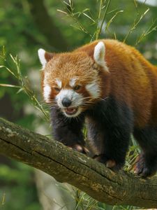 Preview wallpaper red panda, panda, cute, branch, leaves, wild nature