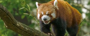 Preview wallpaper red panda, panda, cute, branch, leaves, wild nature