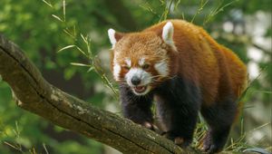 Preview wallpaper red panda, panda, cute, branch, leaves, wild nature