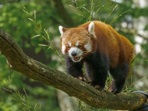 Preview wallpaper red panda, panda, cute, branch, leaves, wild nature