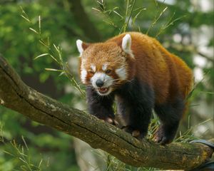 Preview wallpaper red panda, panda, cute, branch, leaves, wild nature