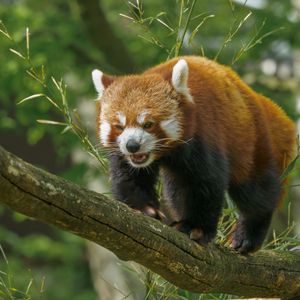 Preview wallpaper red panda, panda, cute, branch, leaves, wild nature