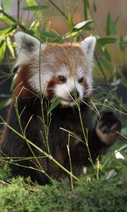 Preview wallpaper red panda, panda, cute, grass