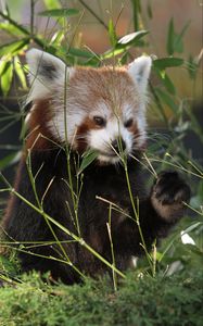 Preview wallpaper red panda, panda, cute, grass