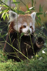 Preview wallpaper red panda, panda, cute, grass