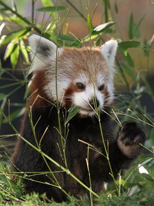 Preview wallpaper red panda, panda, cute, grass